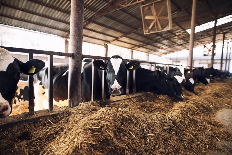 vigilancia-sanitaria-faz-alerta-a-pecuaristas-sobre-tuberculose-bovina